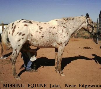 MISSING EQUINE Jake,  Near Edgewood, NM, 87015